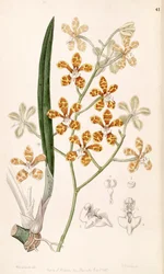 Staurochilus ionosmus